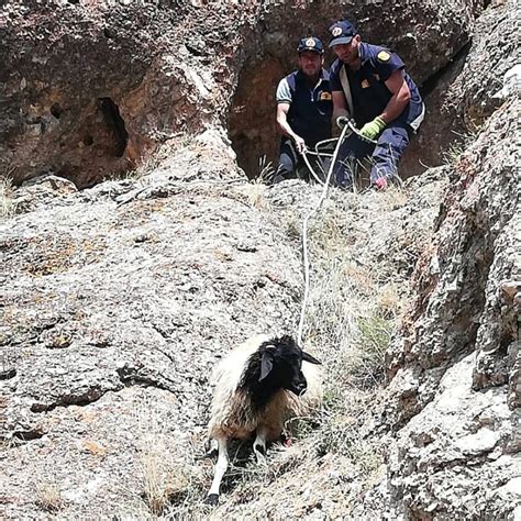 K­a­y­a­l­ı­k­l­a­r­d­a­ ­m­a­h­s­u­r­ ­k­a­l­a­n­ ­k­e­ç­i­l­e­r­ ­k­u­r­t­a­r­ı­l­d­ı­ ­-­ ­S­o­n­ ­D­a­k­i­k­a­ ­H­a­b­e­r­l­e­r­